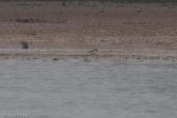 Calidris alba