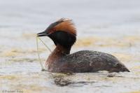 Podiceps auritus