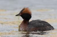 Podiceps auritus