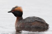Podiceps auritus