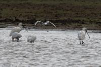 Platalea leucorodia