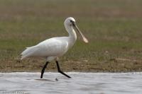 Platalea leucorodia