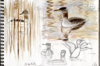 Podiceps grisegena
