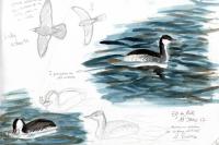 Podiceps auritus