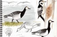 Branta leucopsis