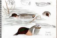 Anas crecca carolinensis