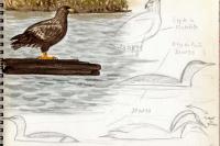 Haliaeetus albicilla