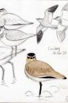 Vanellus gregarius