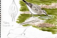 Calidris fuscicollis