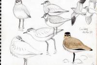 Vanellus gregarius