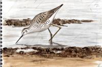 Tringa stagnatilis
