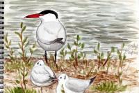 Hydroprogne caspia