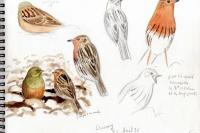 Anthus cervinus