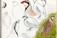 Alectoris chukar