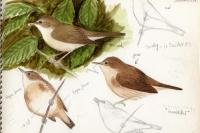 Acrocephalus palustris