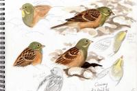 Emberiza hortulana