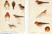 Anthus cervinus
