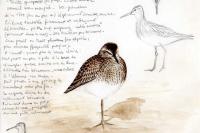 Calidris melanotos