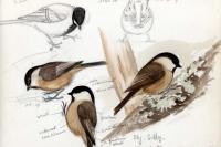 Poecile montanus