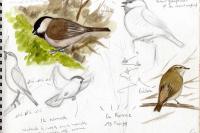 Poecile montanus