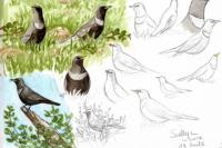 Turdus torquatus