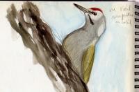 Picus canus