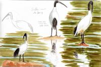 Threskiornis aethiopicus