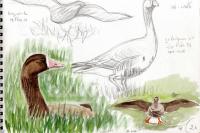 Anser albifrons