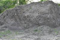 Riparia riparia