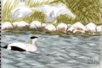 Somateria mollissima