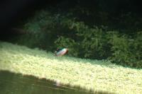 Nycticorax nycticorax