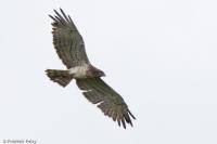Circaetus gallicus