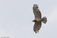 Circaetus gallicus