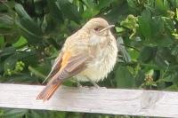 Phoenicurus phoenicurus