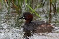 Tachybaptus ruficollis