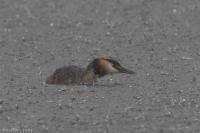 Podiceps cristatus