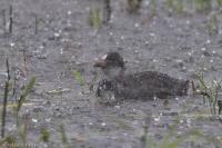 Fulica atra