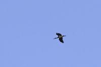 Ciconia nigra