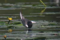 Chlidonias leucopterus