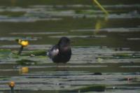 Chlidonias leucopterus