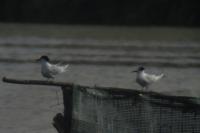 Thalasseus sandvicensis