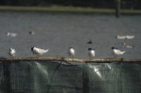 Thalasseus sandvicensis