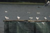 Thalasseus sandvicensis