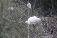 Platalea leucorodia