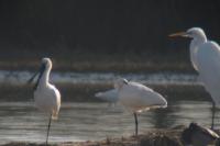 Platalea leucorodia