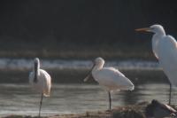 Platalea leucorodia