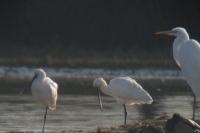 Platalea leucorodia