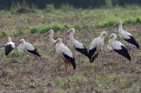 Ciconia ciconia