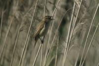 Acrocephalus schoenobaenus