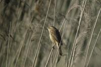 Acrocephalus schoenobaenus
